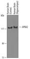 Amyloid Beta Precursor Protein Binding Family A Member 2 antibody, AF6327, R&D Systems, Western Blot image 