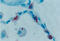 Surfactant Protein A1 antibody, BPD-HYB-238-04-02, Enzo Life Sciences, Immunohistochemistry frozen image 