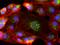 Rabbit IgG antibody, R37116, Invitrogen Antibodies, Immunofluorescence image 