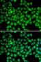 ARRB2 antibody, LS-C331317, Lifespan Biosciences, Immunofluorescence image 