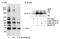 Polo Like Kinase 1 antibody, A300-251A, Bethyl Labs, Immunoprecipitation image 