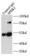 Sphingosine kinase 2 antibody, FNab08175, FineTest, Immunoprecipitation image 
