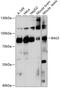 BCL2 Associated Athanogene 3 antibody, GTX02777, GeneTex, Western Blot image 