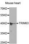 E3 ubiquitin-protein ligase TRIM63 antibody, LS-C332362, Lifespan Biosciences, Western Blot image 