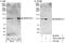 hARP antibody, A301-616A, Bethyl Labs, Western Blot image 