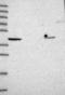 Myoneurin antibody, NBP1-92157, Novus Biologicals, Western Blot image 