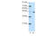Early growth response protein 4 antibody, 28-787, ProSci, Western Blot image 