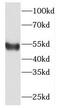 Protein C-ets-2 antibody, FNab02879, FineTest, Western Blot image 