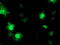 Translocase Of Outer Mitochondrial Membrane 34 antibody, TA503257, Origene, Immunofluorescence image 