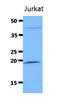 Diablo IAP-Binding Mitochondrial Protein antibody, LS-C200849, Lifespan Biosciences, Western Blot image 