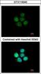 Zinc Finger Protein 587 antibody, GTX119240, GeneTex, Immunofluorescence image 