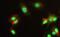 Ribosomal Protein S6 Kinase A4 antibody, PA5-19718, Invitrogen Antibodies, Immunofluorescence image 