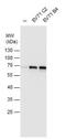 Enterovirus 71 antibody, NBP2-42843, Novus Biologicals, Western Blot image 