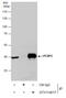 Poly(RC) Binding Protein 2 antibody, GTX114617, GeneTex, Immunoprecipitation image 