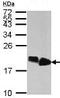 High Mobility Group AT-Hook 2 antibody, ab97276, Abcam, Western Blot image 