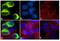Adhesion G Protein-Coupled Receptor G1 antibody, 720286, Invitrogen Antibodies, Immunofluorescence image 
