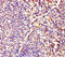 Mitochondrial Ribosomal Protein L54 antibody, MBS1488589, MyBioSource, Immunohistochemistry frozen image 
