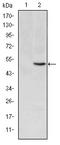 Dematin Actin Binding Protein antibody, orb318921, Biorbyt, Western Blot image 