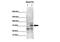 Ras Homolog Family Member T2 antibody, PA5-45305, Invitrogen Antibodies, Western Blot image 