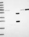 Lysine Rich Coiled-Coil 1 antibody, NBP1-92092, Novus Biologicals, Western Blot image 