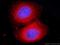 Vesicle-associated membrane protein-associated protein B antibody, 66191-1-Ig, Proteintech Group, Immunofluorescence image 