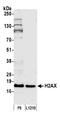 Histone H2A.x antibody, A300-083A, Bethyl Labs, Western Blot image 