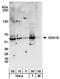 DDX19B antibody, A300-545A, Bethyl Labs, Western Blot image 