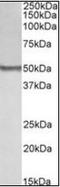 BLK Proto-Oncogene, Src Family Tyrosine Kinase antibody, orb137635, Biorbyt, Western Blot image 