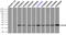HspB5 antibody, TA500583, Origene, Immunoprecipitation image 