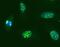 Interferon regulatory factor 2 antibody, 700226, Invitrogen Antibodies, Immunofluorescence image 
