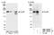 DDB1 And CUL4 Associated Factor 1 antibody, NBP1-05953, Novus Biologicals, Western Blot image 