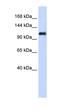 Nidogen 2 antibody, orb325410, Biorbyt, Western Blot image 