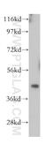 Cytohesin 1 antibody, 14217-1-AP, Proteintech Group, Western Blot image 
