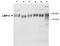 SCARB2 antibody, TA336643, Origene, Western Blot image 