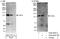 Cbl Proto-Oncogene B antibody, A302-903A, Bethyl Labs, Immunoprecipitation image 