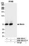 Menin 1 antibody, A300-105A, Bethyl Labs, Immunoprecipitation image 