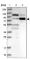 WASP homolog-associated protein with actin, membranes and microtubules antibody, NBP1-89592, Novus Biologicals, Western Blot image 