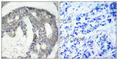 Nitric Oxide Synthase 3 antibody, AP0421, ABclonal Technology, Immunohistochemistry paraffin image 