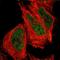 F-Box Protein 4 antibody, HPA003362, Atlas Antibodies, Immunofluorescence image 