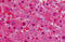 Lactate Dehydrogenase A antibody, MBS248069, MyBioSource, Immunohistochemistry frozen image 