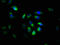 Calpain small subunit 1 antibody, LS-C370598, Lifespan Biosciences, Immunofluorescence image 