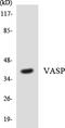 Vasodilator Stimulated Phosphoprotein antibody, LS-C200812, Lifespan Biosciences, Western Blot image 