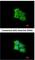Protein-L-Isoaspartate (D-Aspartate) O-Methyltransferase antibody, NBP1-33019, Novus Biologicals, Immunofluorescence image 