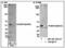 Serine/threonine-protein kinase MST4 antibody, NB100-1584, Novus Biologicals, Western Blot image 