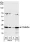 COMM Domain Containing 4 antibody, A302-972A, Bethyl Labs, Western Blot image 