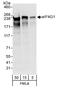 p220 antibody, A301-774A, Bethyl Labs, Western Blot image 