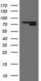 Mitochondrial Intermediate Peptidase antibody, M05926, Boster Biological Technology, Western Blot image 