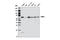 Protein Regulator Of Cytokinesis 1 antibody, 3639S, Cell Signaling Technology, Western Blot image 