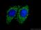 Serine Active Site Containing 1 antibody, 25729-1-AP, Proteintech Group, Immunofluorescence image 