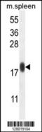Inner Mitochondrial Membrane Peptidase Subunit 1 antibody, 55-455, ProSci, Western Blot image 